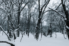 PXL_20250319_043222779