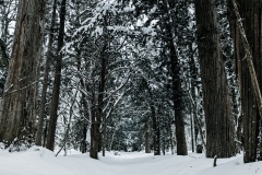 PXL_20250319_044449757