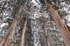 PXL_20250319_044942151